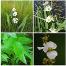 ساژیتریا لاتیفولیا